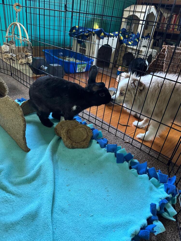 Enlarge Tempest wants a friend!, a Adoptable Havana in Melbourne, FL image 6/6