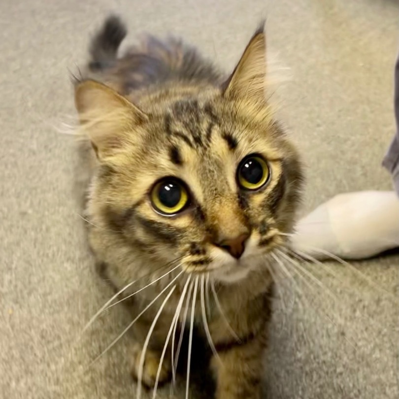 Enlarge Cameron the cutie, a Adoptable Domestic Long Hair in Oak Park, MI image 5/6