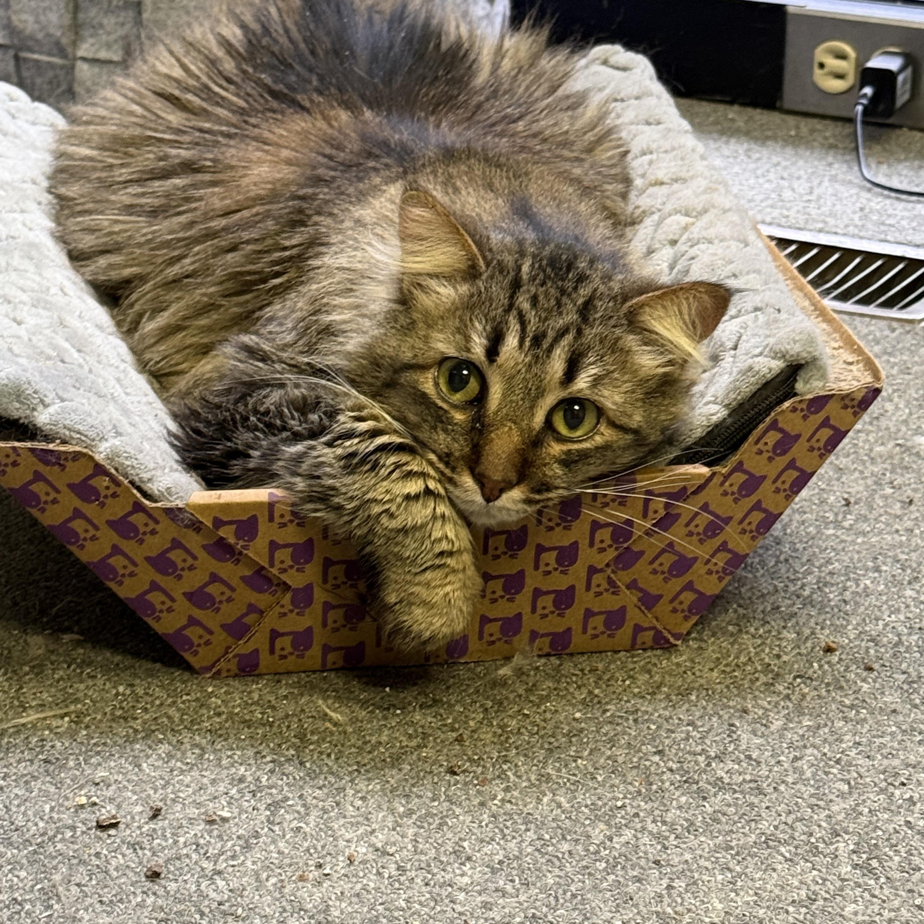 Cameron the cutie, Adoptable, Adult Male Domestic Long Hair.