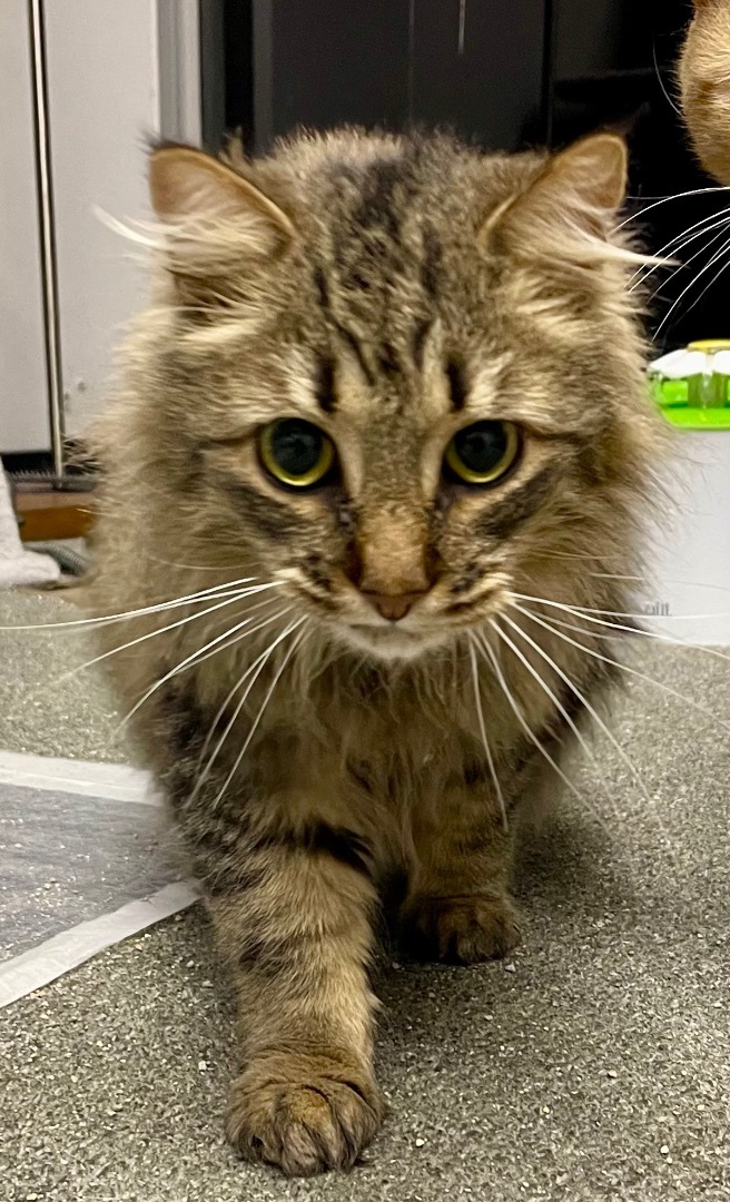 Enlarge Cameron the cutie, a Adoptable Domestic Long Hair in Oak Park, MI image 6/6