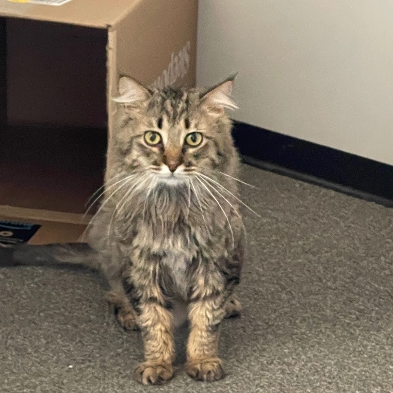 Enlarge Cameron the cutie, a Adoptable Domestic Long Hair in Oak Park, MI image 4/6