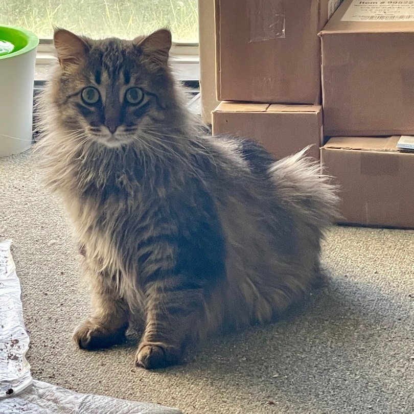 Enlarge Cameron the cutie, a Adoptable Domestic Long Hair in Oak Park, MI image 3/6