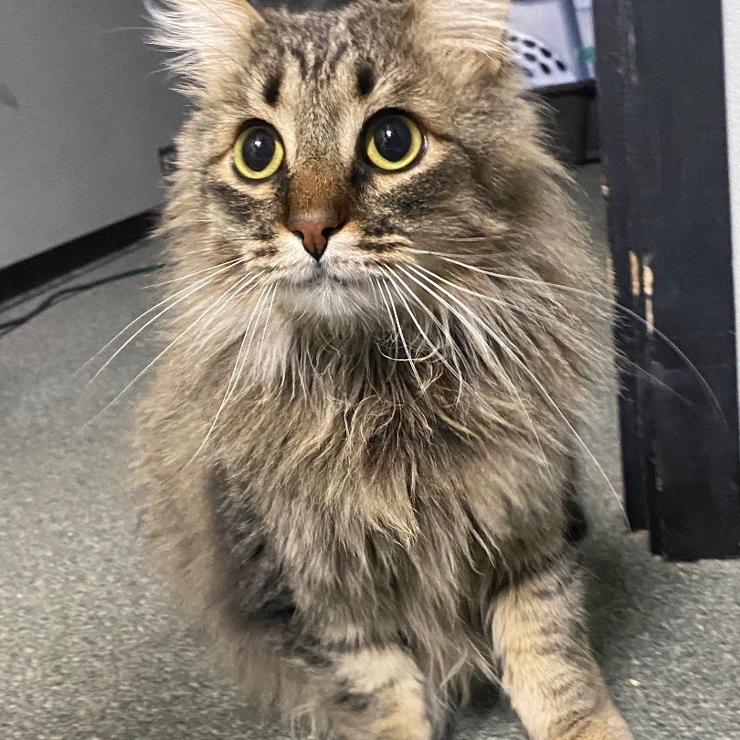 Enlarge Cameron the cutie, a Adoptable Domestic Long Hair in Oak Park, MI image 2/6