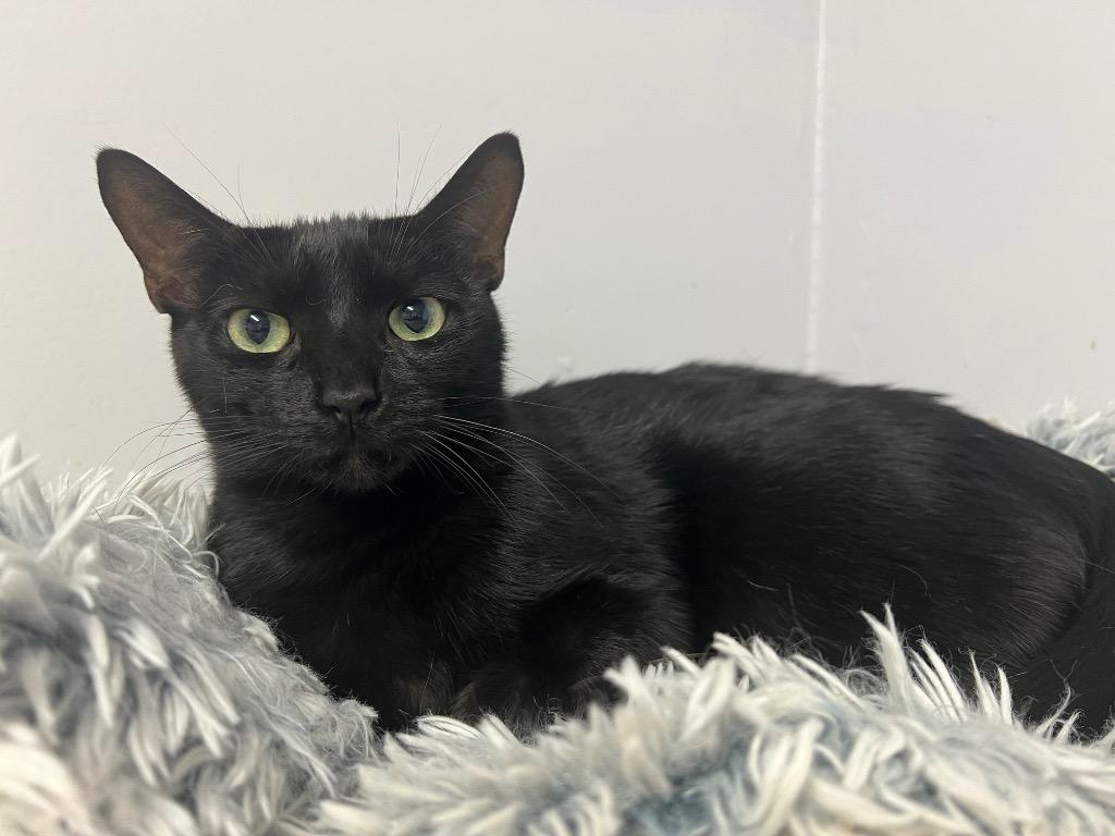 Voodoo, Adoptable, Adult Male Domestic Short Hair.