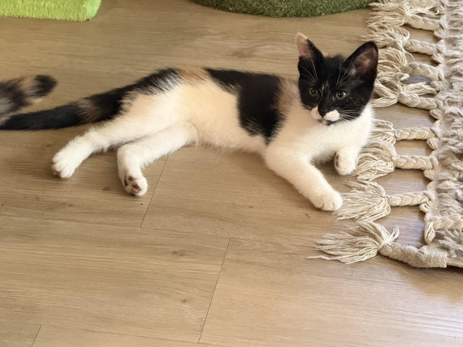 Greta ( Nicole), a Adoptable Calico in Vacaville, CA image 1/3