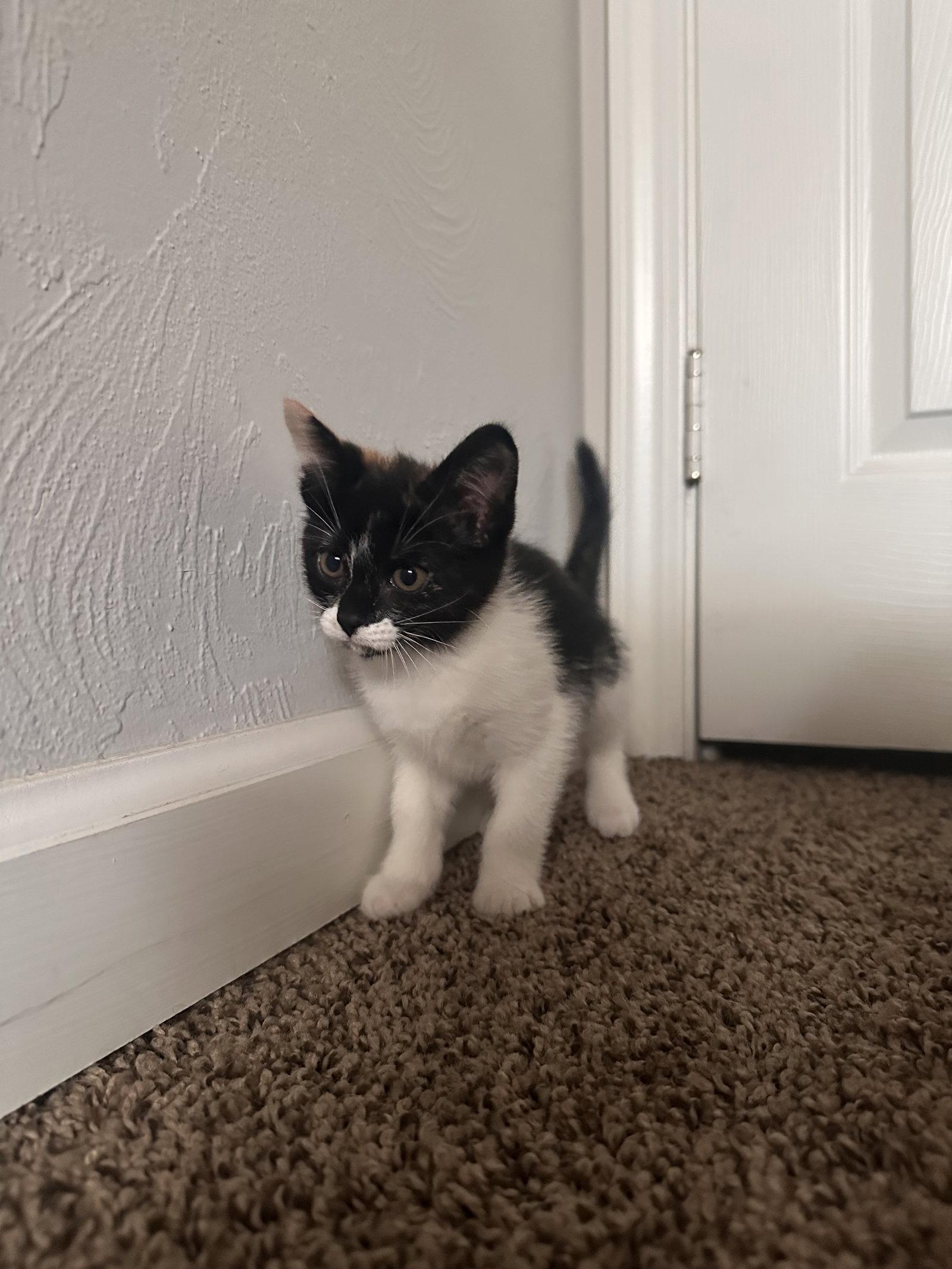 Greta ( Nicole), a Adoptable Calico in Vacaville, CA image 3/3