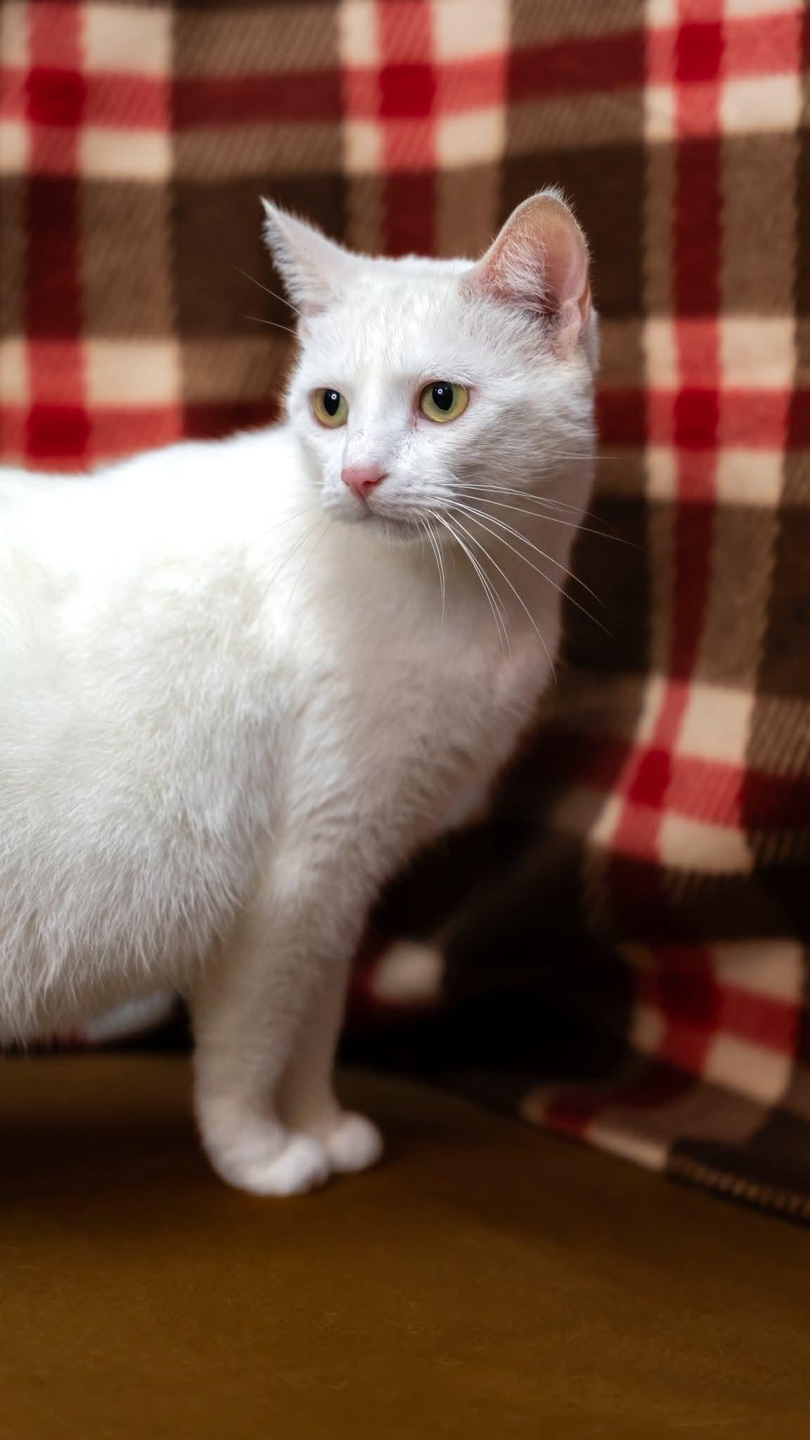 Emily, ADOPTABLE, Adult Female Domestic Short Hair.