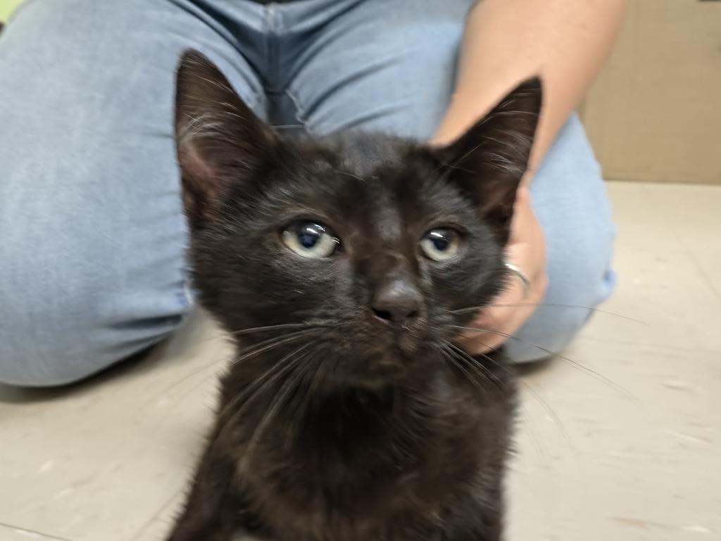 Enlarge Nox, a Adoptable mixed breed in Burnsville, NC image 1/1