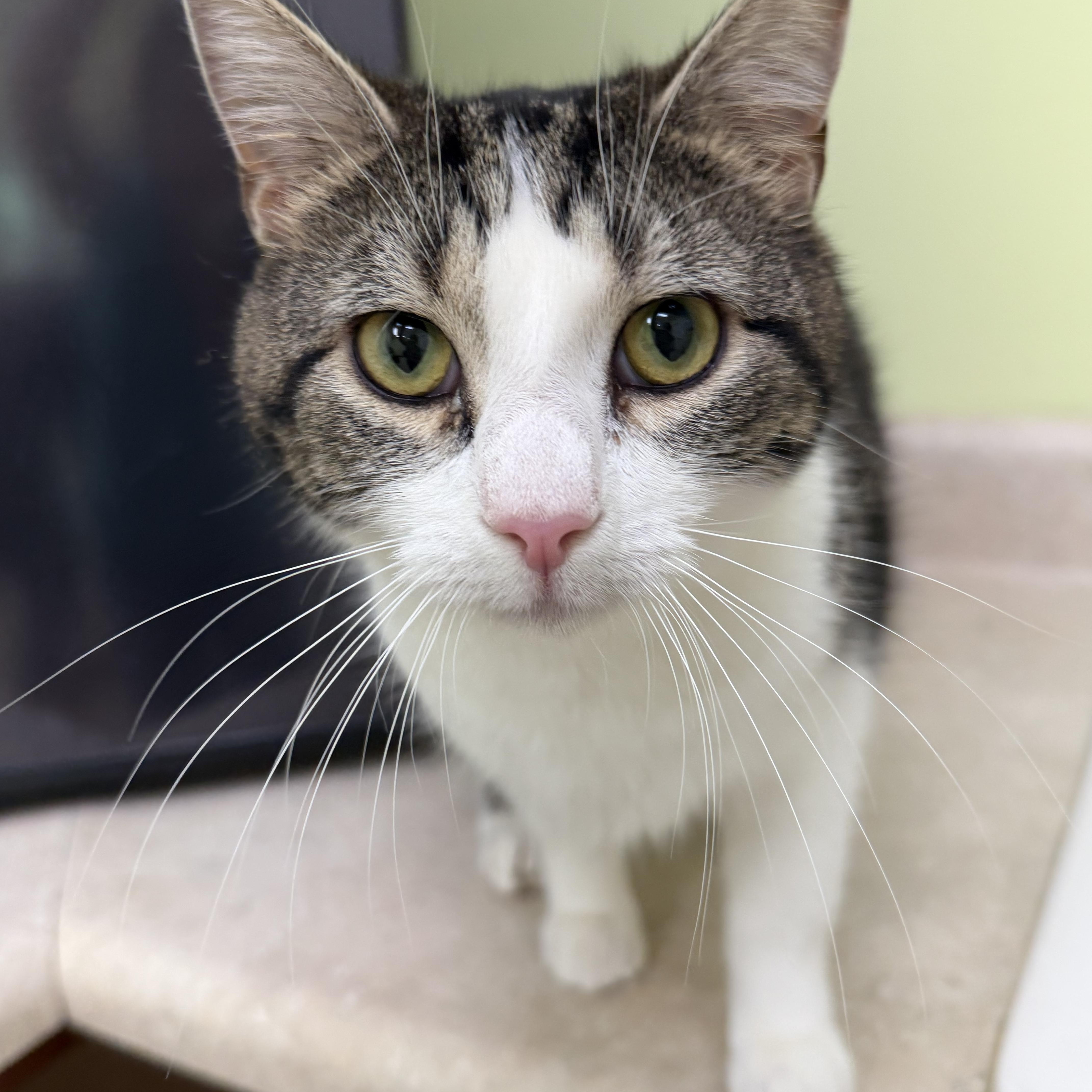 Enlarge Bruce, an adopted Domestic Short Hair in Pawleys Island, SC image 1/2