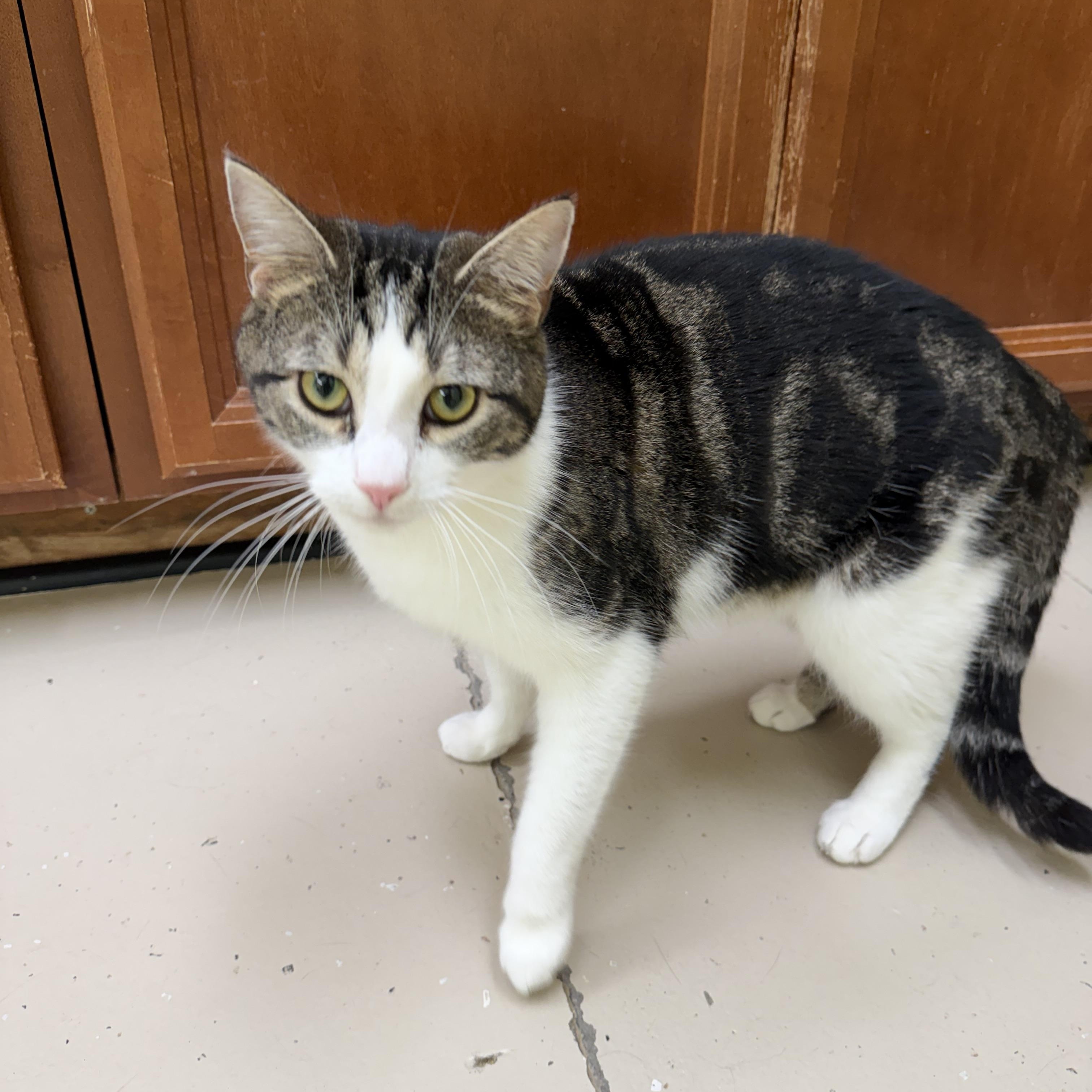 Enlarge Bruce, an adopted Domestic Short Hair in Pawleys Island, SC image 2/2