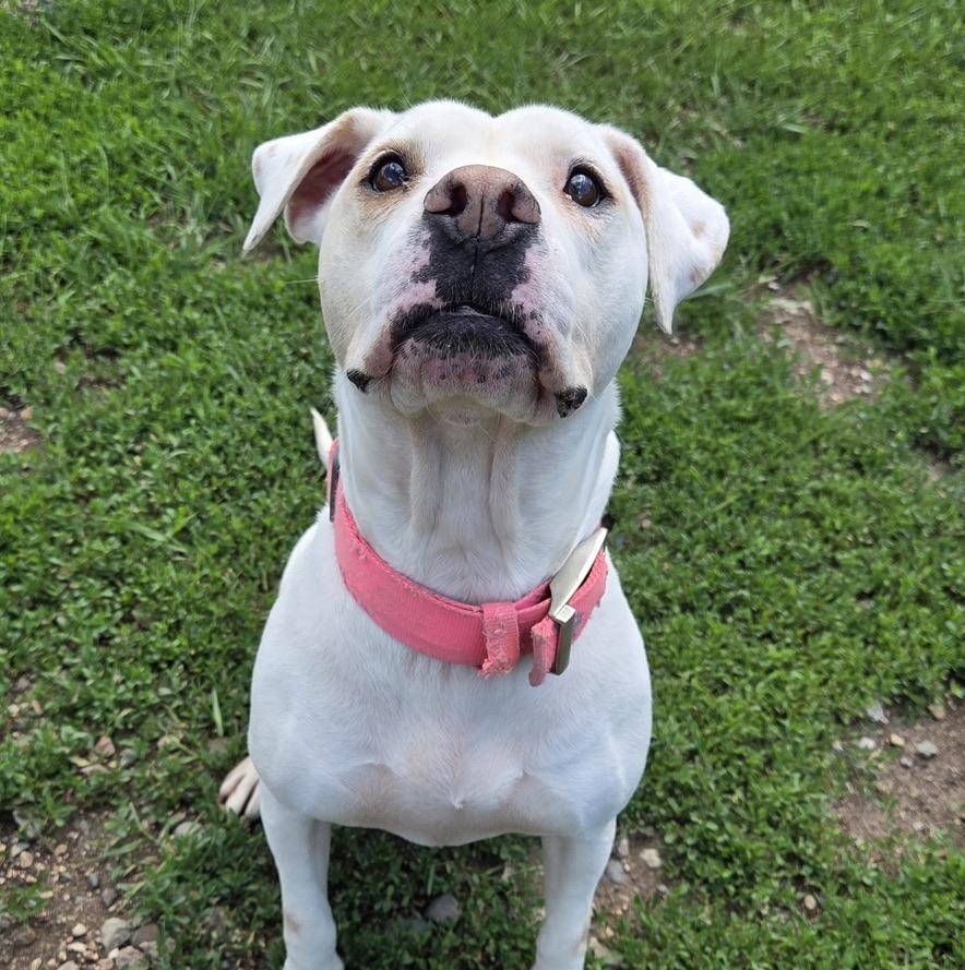 Rosa, an adoptable mixed breed in Park Rapids, MN image 1/5