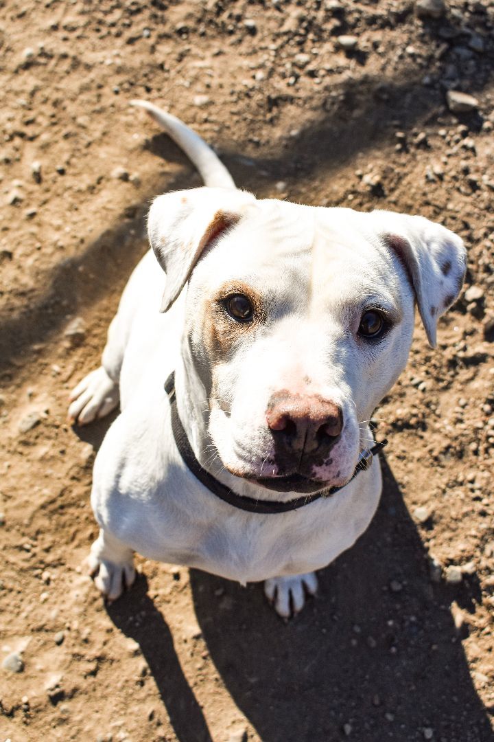 Rosa, an adoptable Pit Bull Terrier in Park Rapids, MN, 56470 | Photo Image 4