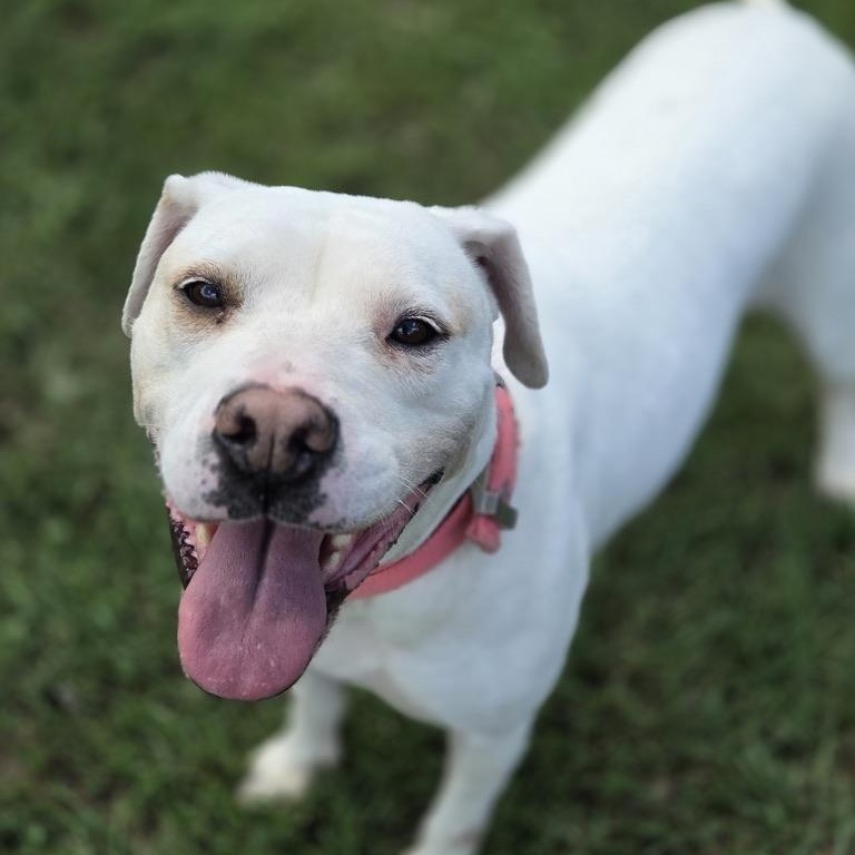 Rosa, an adoptable mixed breed in Park Rapids, MN image 2/5