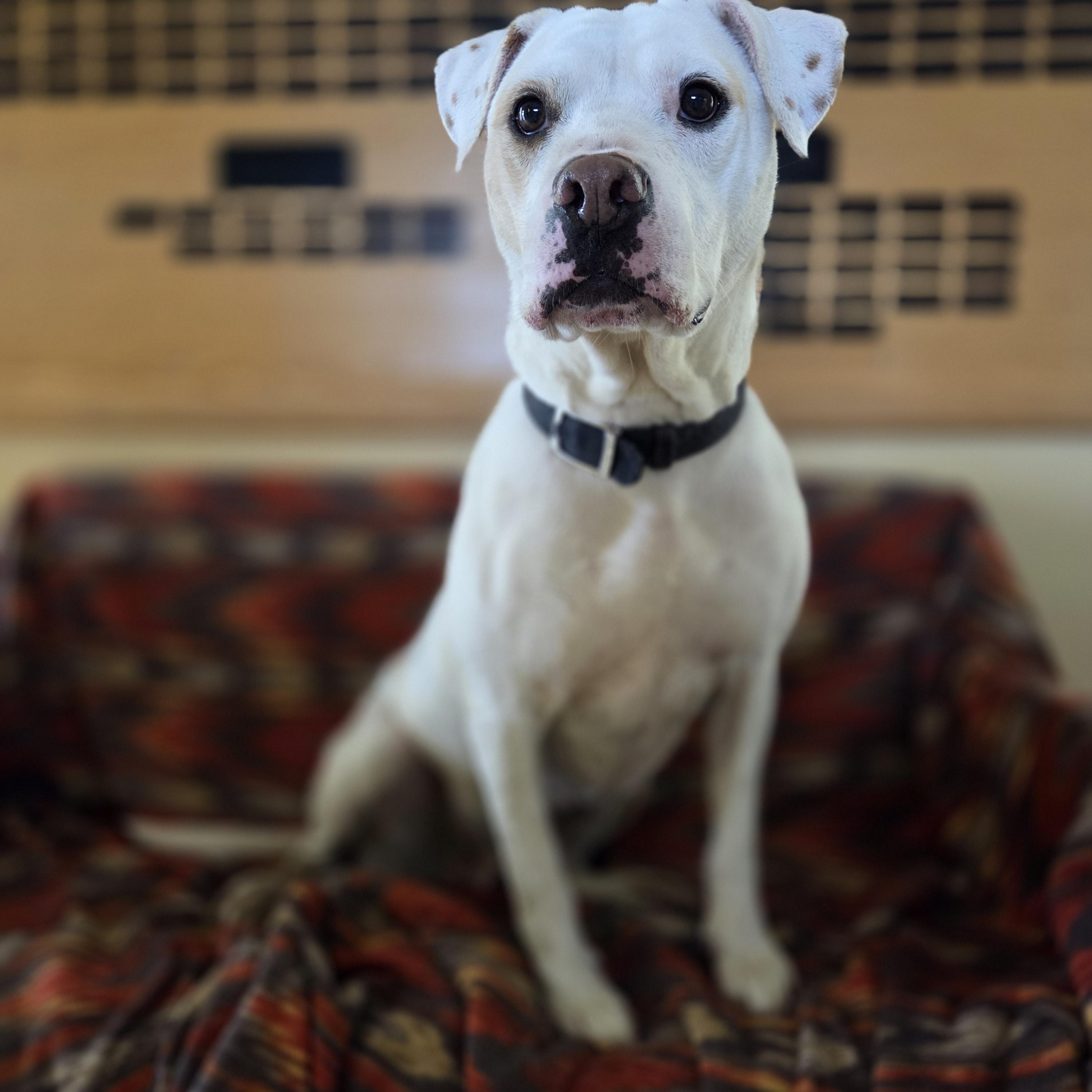 Rosa, an adoptable Pit Bull Terrier in Park Rapids, MN, 56470 | Photo Image 1
