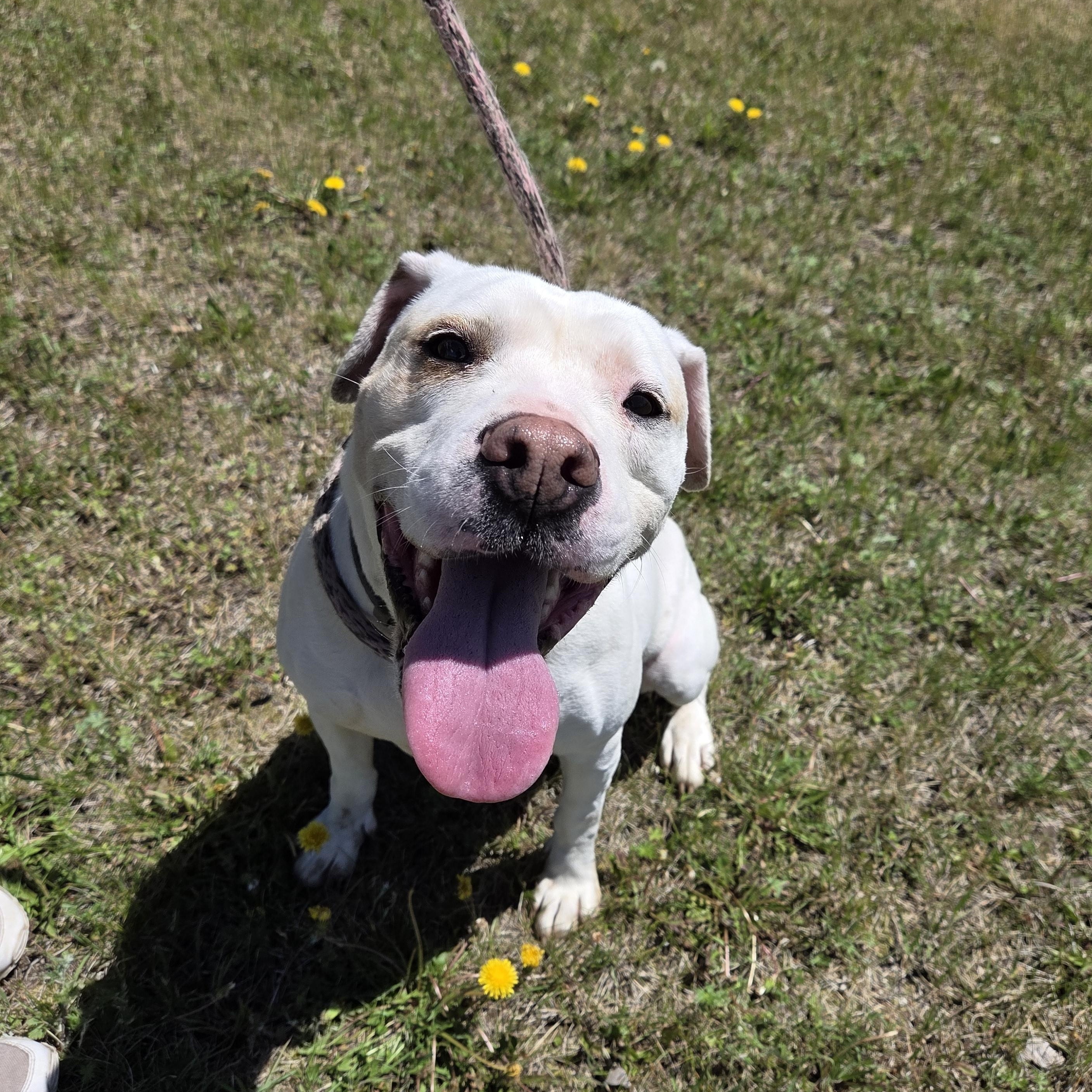 Rosa, Adult Female Pit Bull Terrier