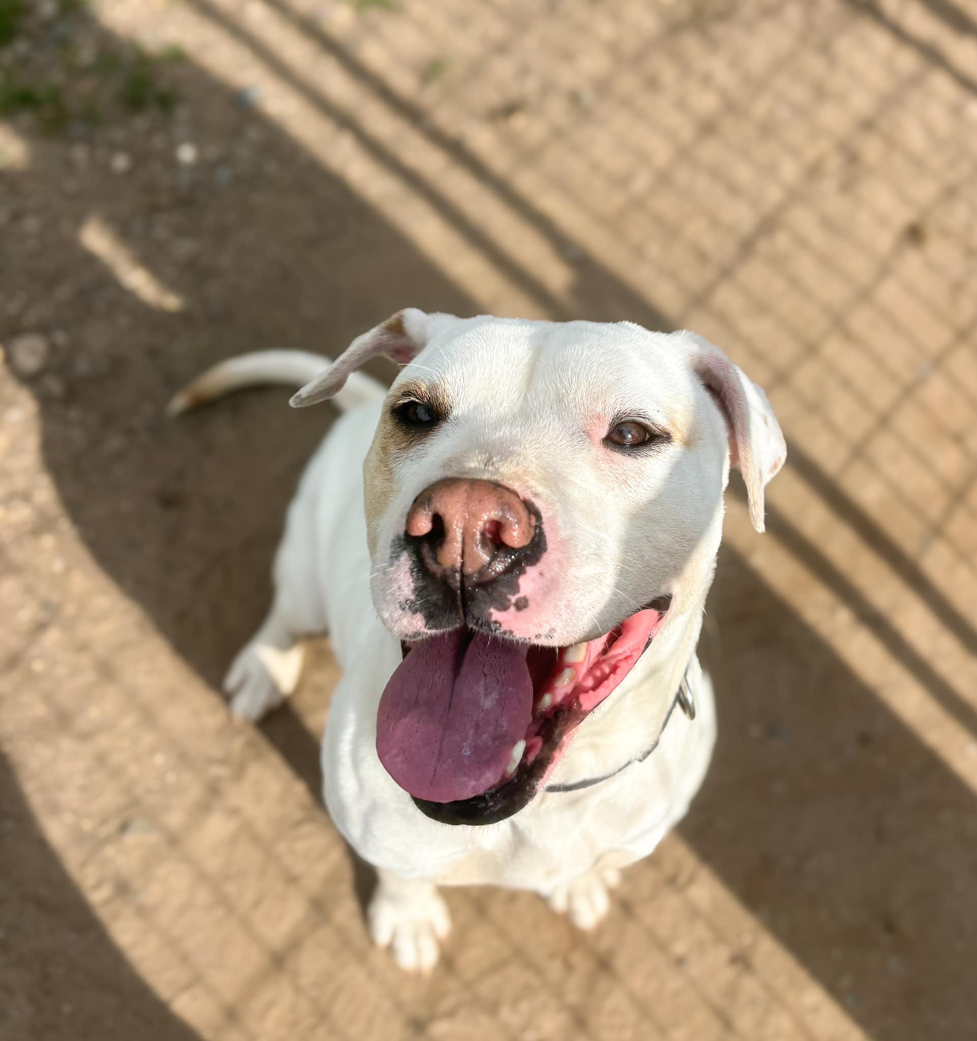 Rosa, an adoptable Pit Bull Terrier in Park Rapids, MN, 56470 | Photo Image 3
