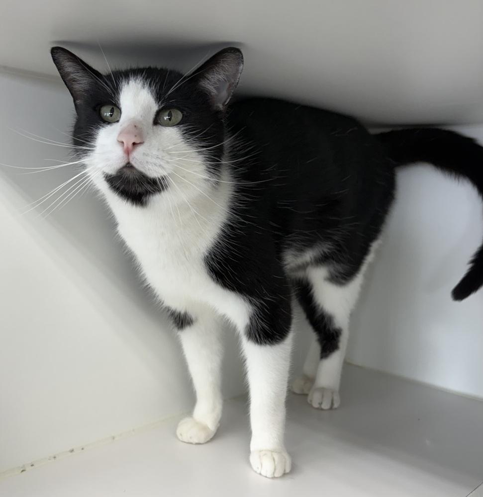 Enlarge Lord Pesto ~ Sponsored Adoption Fee, a Adoptable Domestic Short Hair in Rochester, IN image 1/1