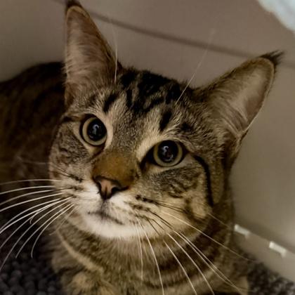 Enlarge Beethoven, an adopted mixed breed in Lansing, MI image 1/1