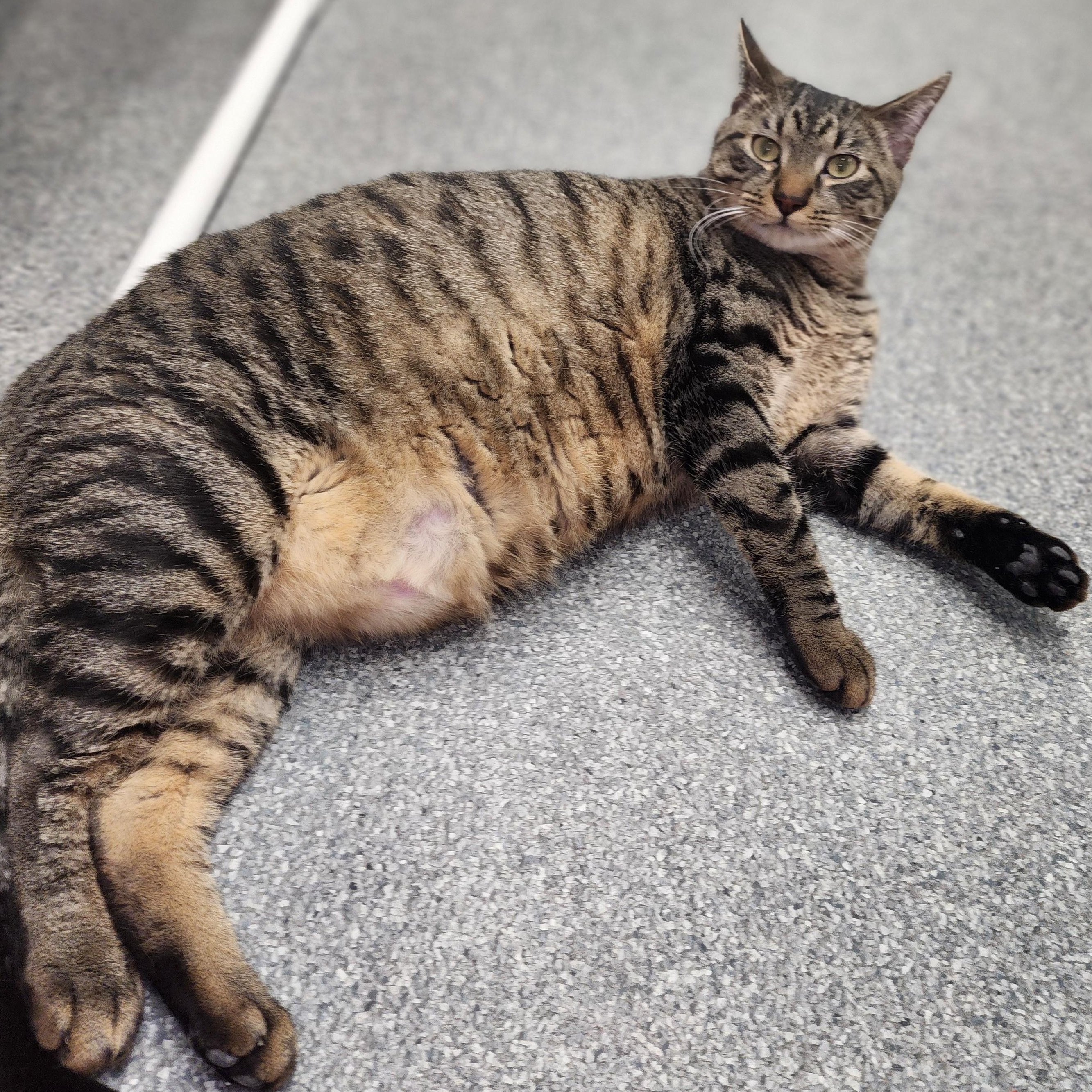 Enlarge Pablo, a Adopted Domestic Short Hair in Beulah, MI image 1/1