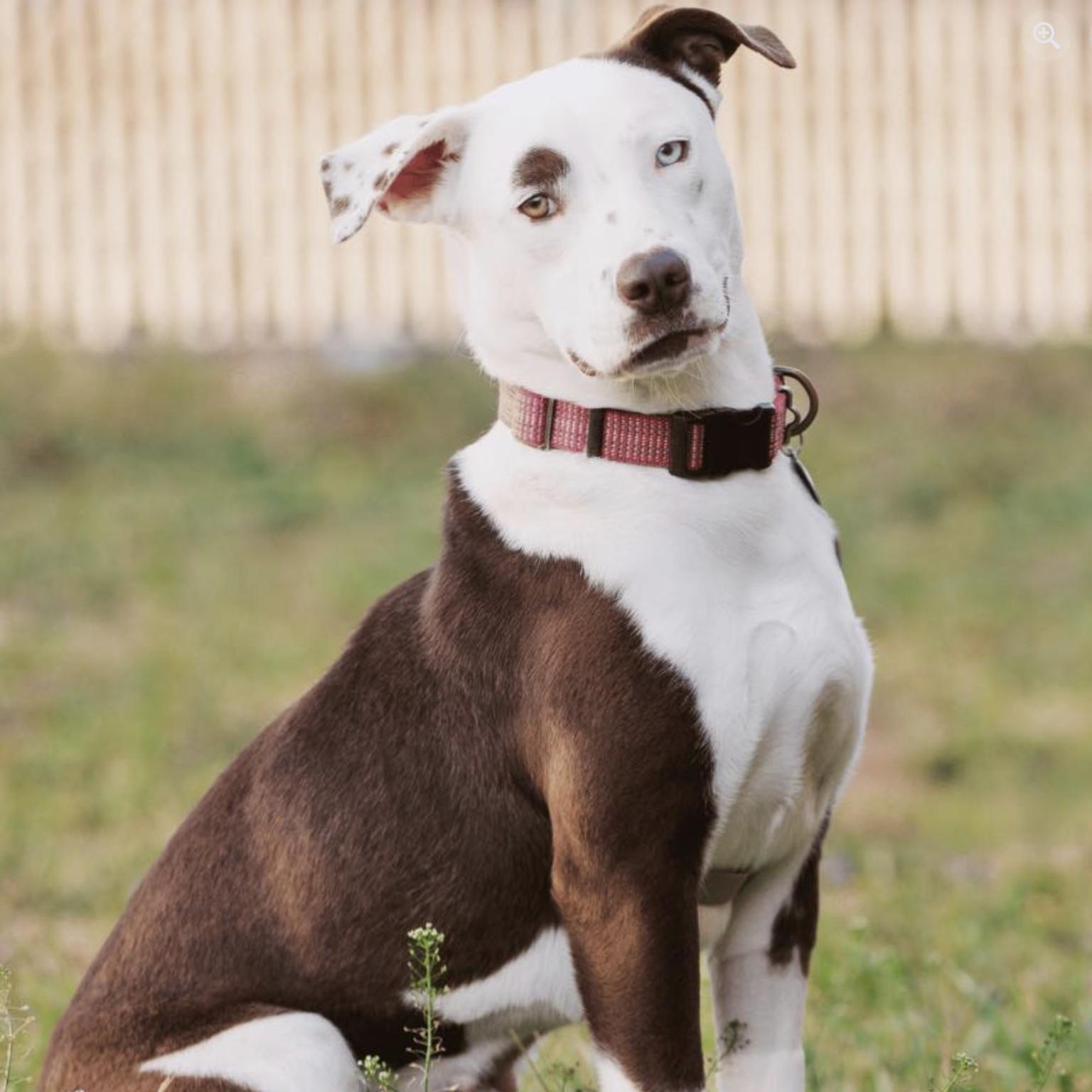 Astrid, a ADOPTABLE mixed breed in Boston, MA image 1/6