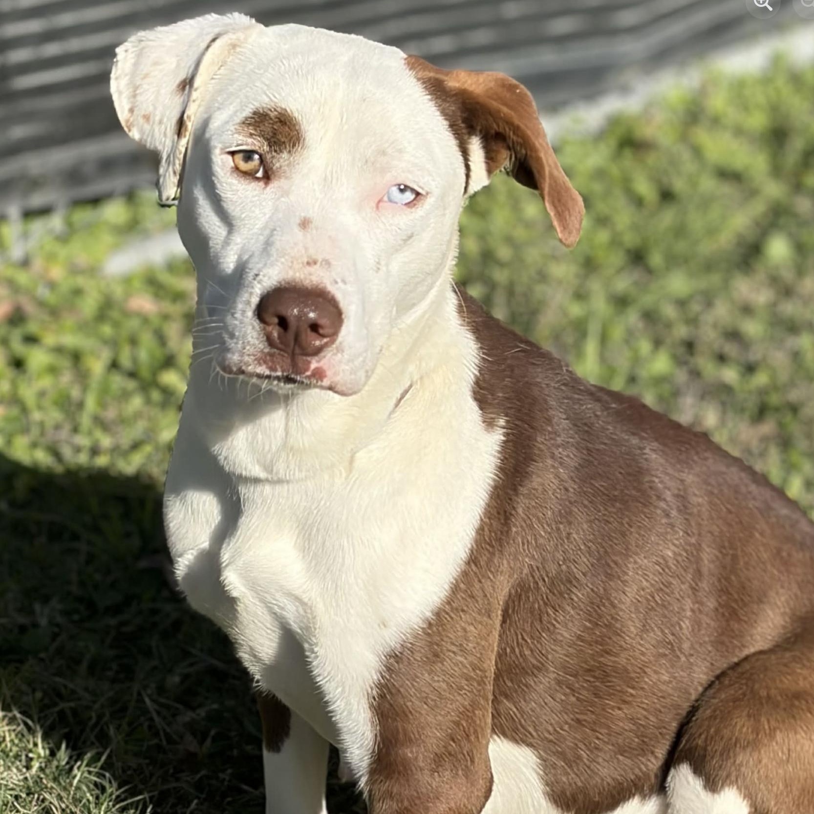 Astrid, a ADOPTABLE mixed breed in Boston, MA image 2/6