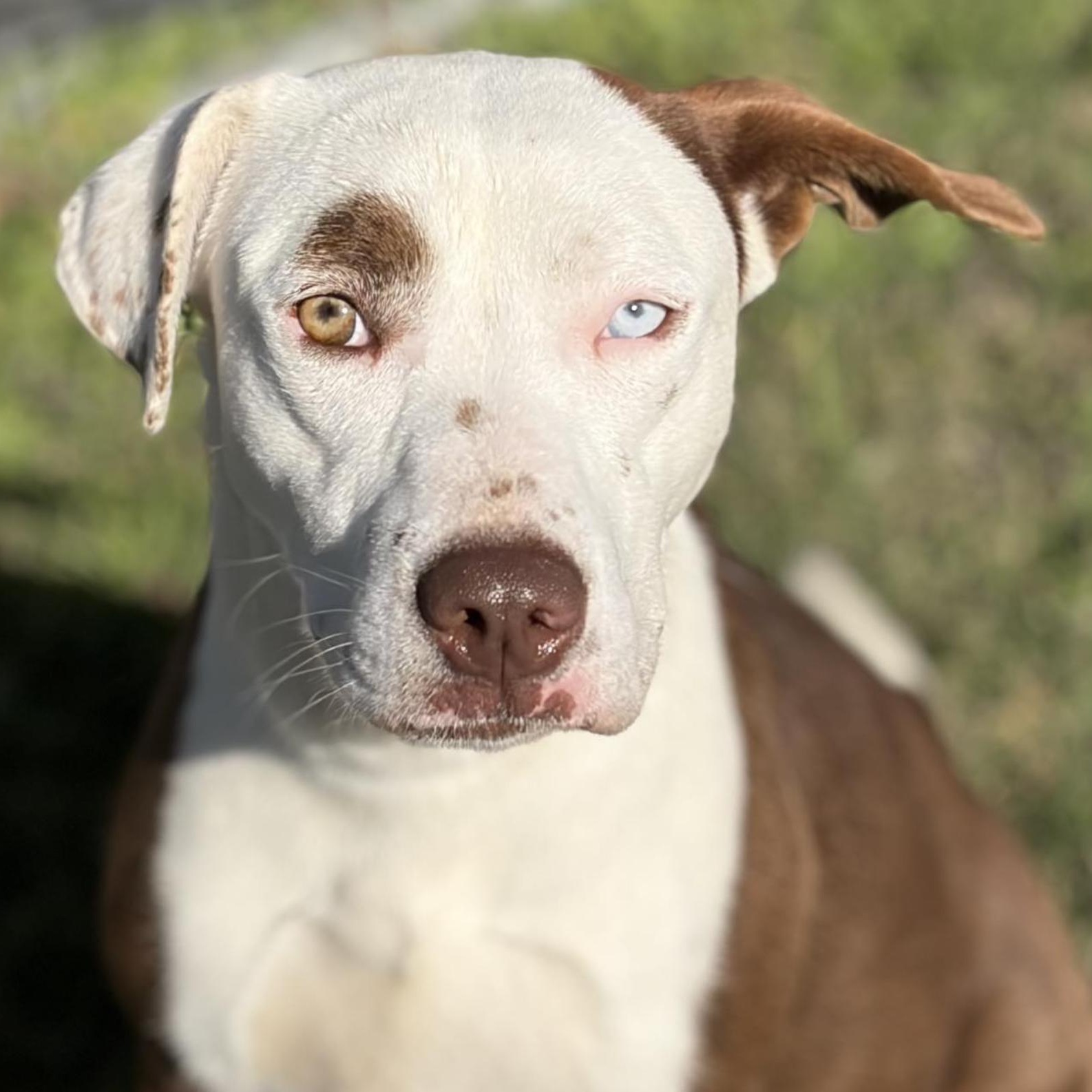 Astrid, a ADOPTABLE mixed breed in Boston, MA image 3/6