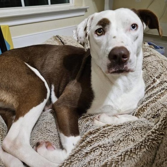 Astrid, a ADOPTABLE mixed breed in Boston, MA image 5/6