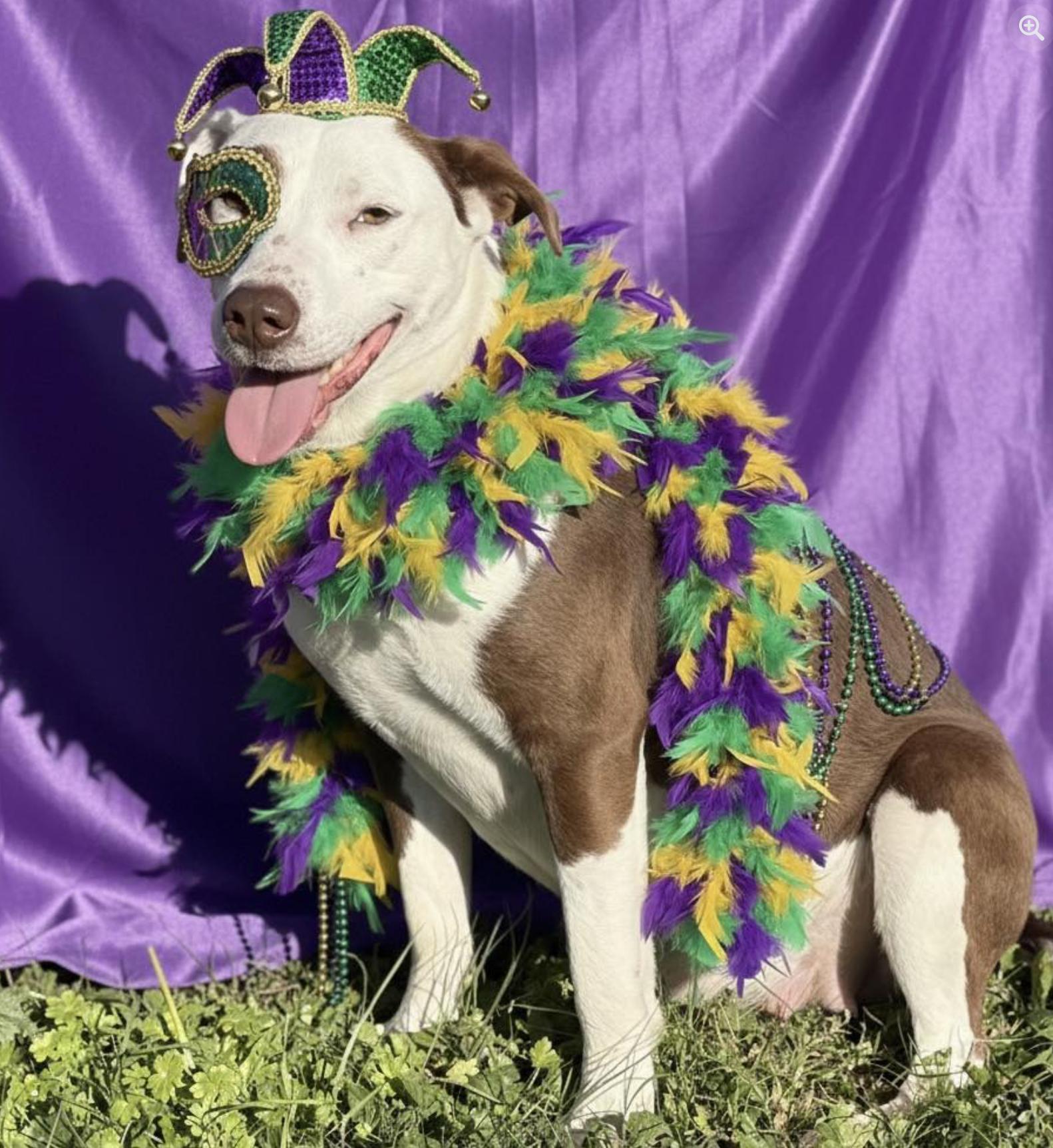 Astrid, a ADOPTABLE mixed breed in Boston, MA image 6/6