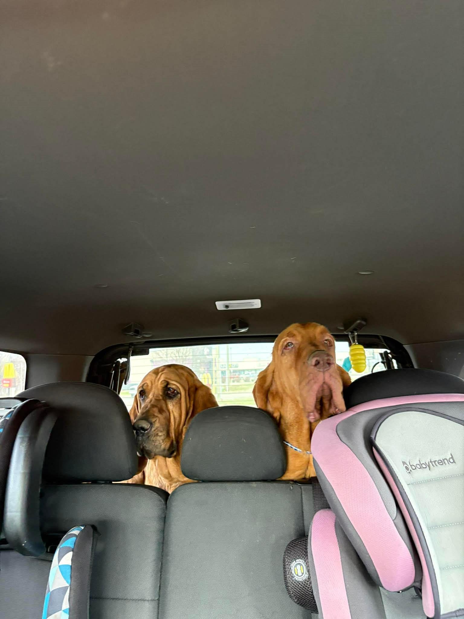 Enlarge Louise, a ADOPTABLE Bloodhound in Dallas, TX image 5/5