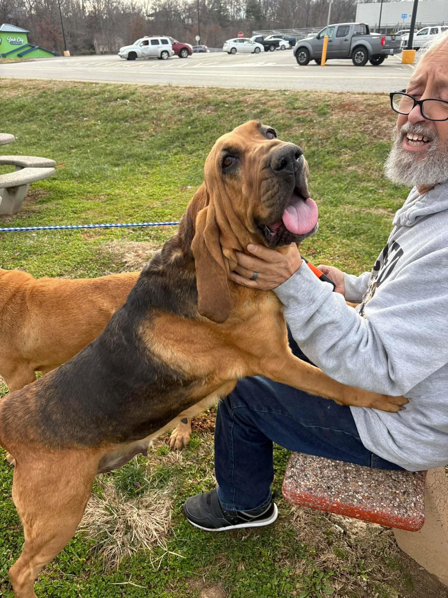 Enlarge Louise, a ADOPTABLE Bloodhound in Dallas, TX image 1/5