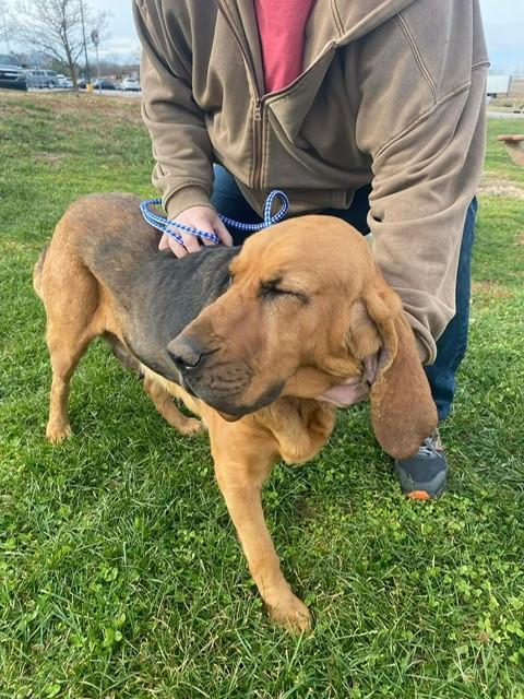 Enlarge Louise, a ADOPTABLE Bloodhound in Dallas, TX image 2/5