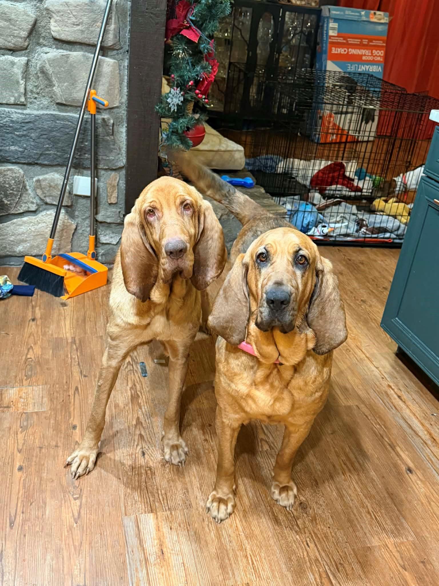 Enlarge Louise, a ADOPTABLE Bloodhound in Dallas, TX image 3/5