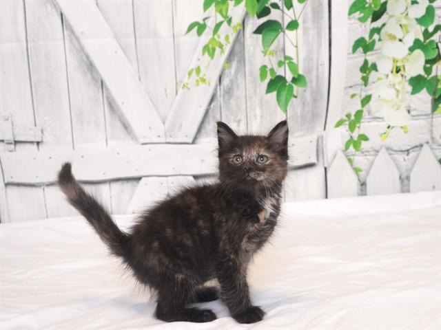 Enlarge LADY BUG, a Adoptable mixed breed in Oroville, CA image 1/1