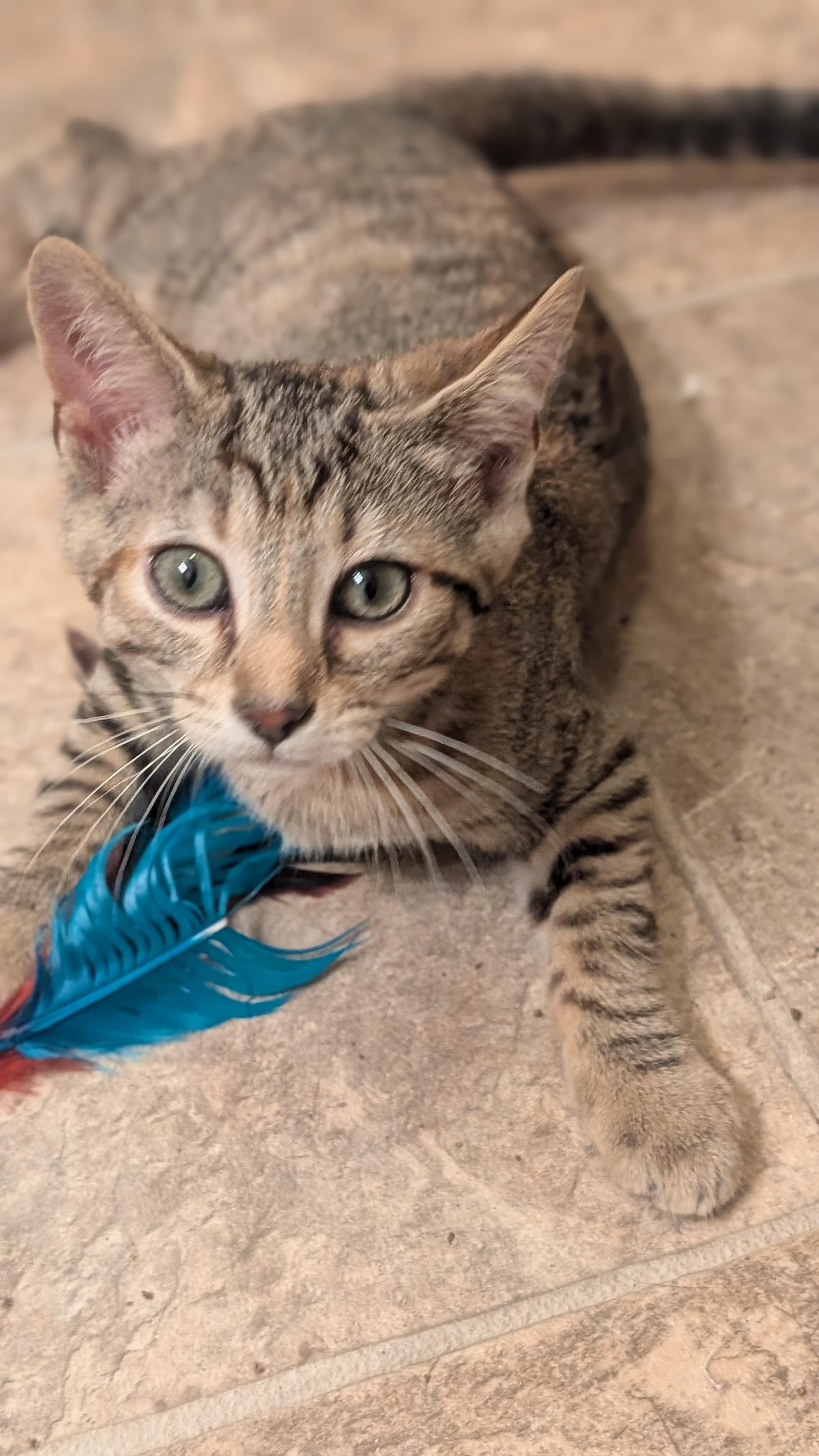 Schroeder, a ADOPTABLE Tabby in Morgantown, WV image 5/5