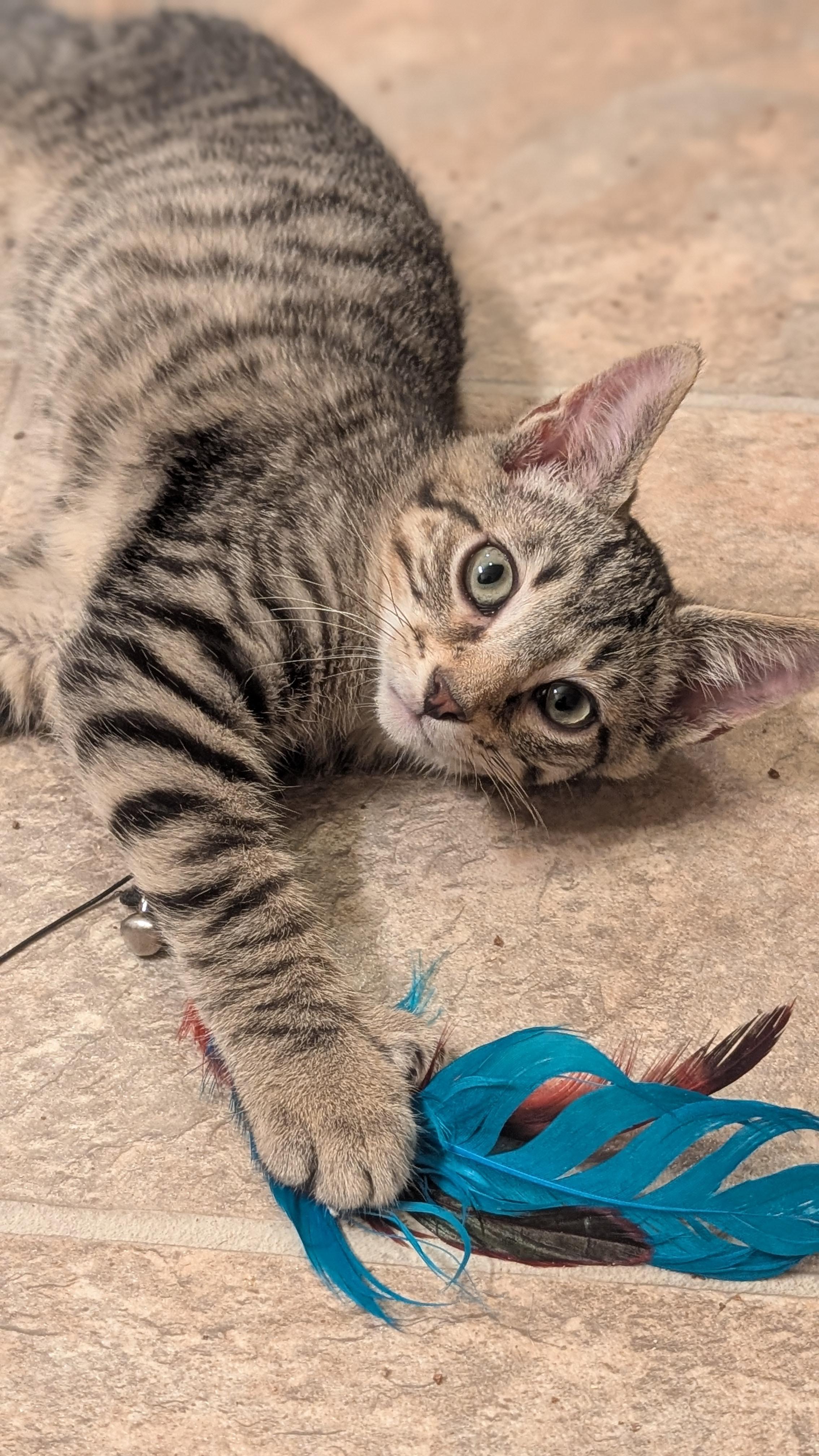 Schroeder, ADOPTABLE, Young Male Tabby.