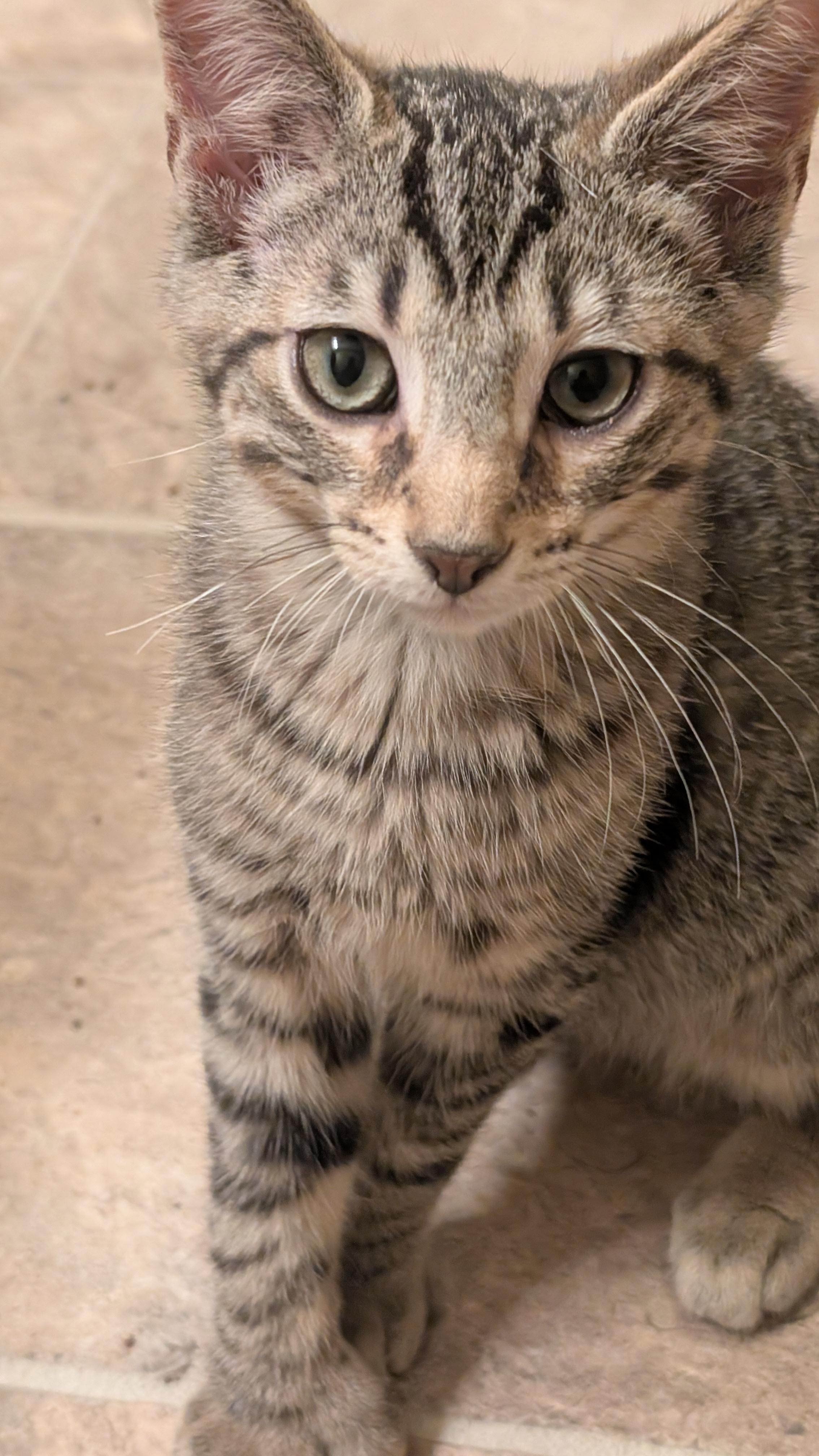 Schroeder, a ADOPTABLE Tabby in Morgantown, WV image 4/5