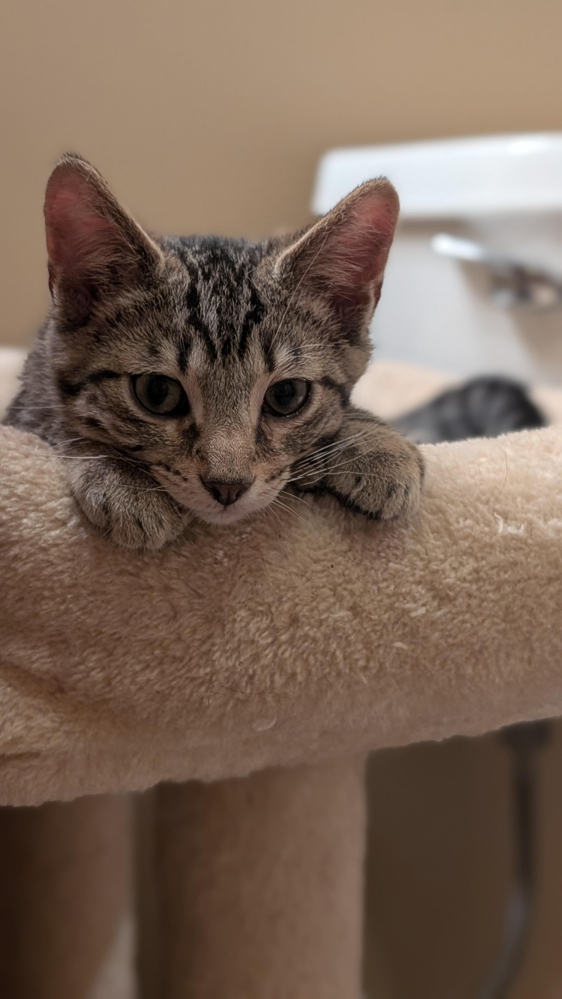 Schroeder, a ADOPTABLE Tabby in Morgantown, WV image 3/5