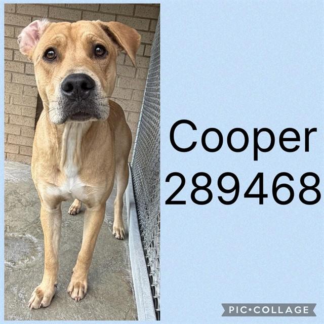 COOPER, Adoptable, Young Male Mixed Breed.