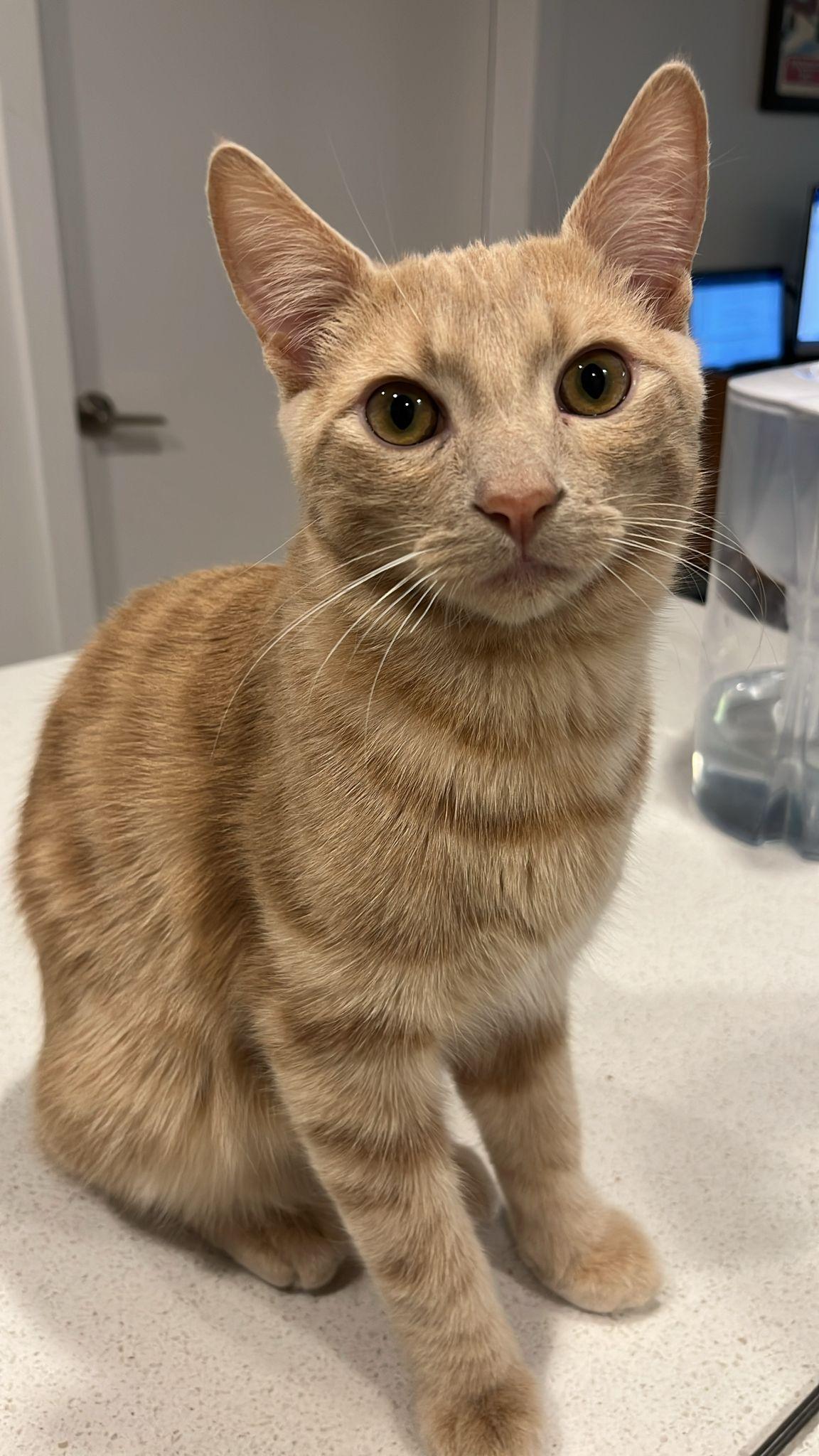 Kumara, a Adoptable Domestic Short Hair in Montreal, QC image 5/6