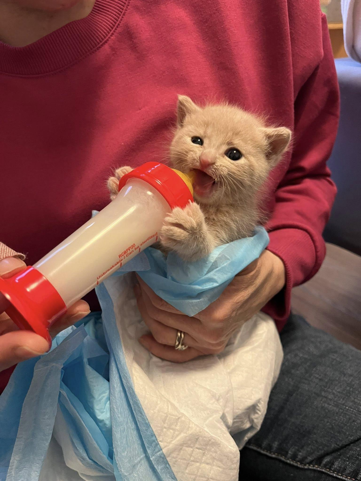 Kumara, a Adoptable Domestic Short Hair in Montreal, QC image 6/6