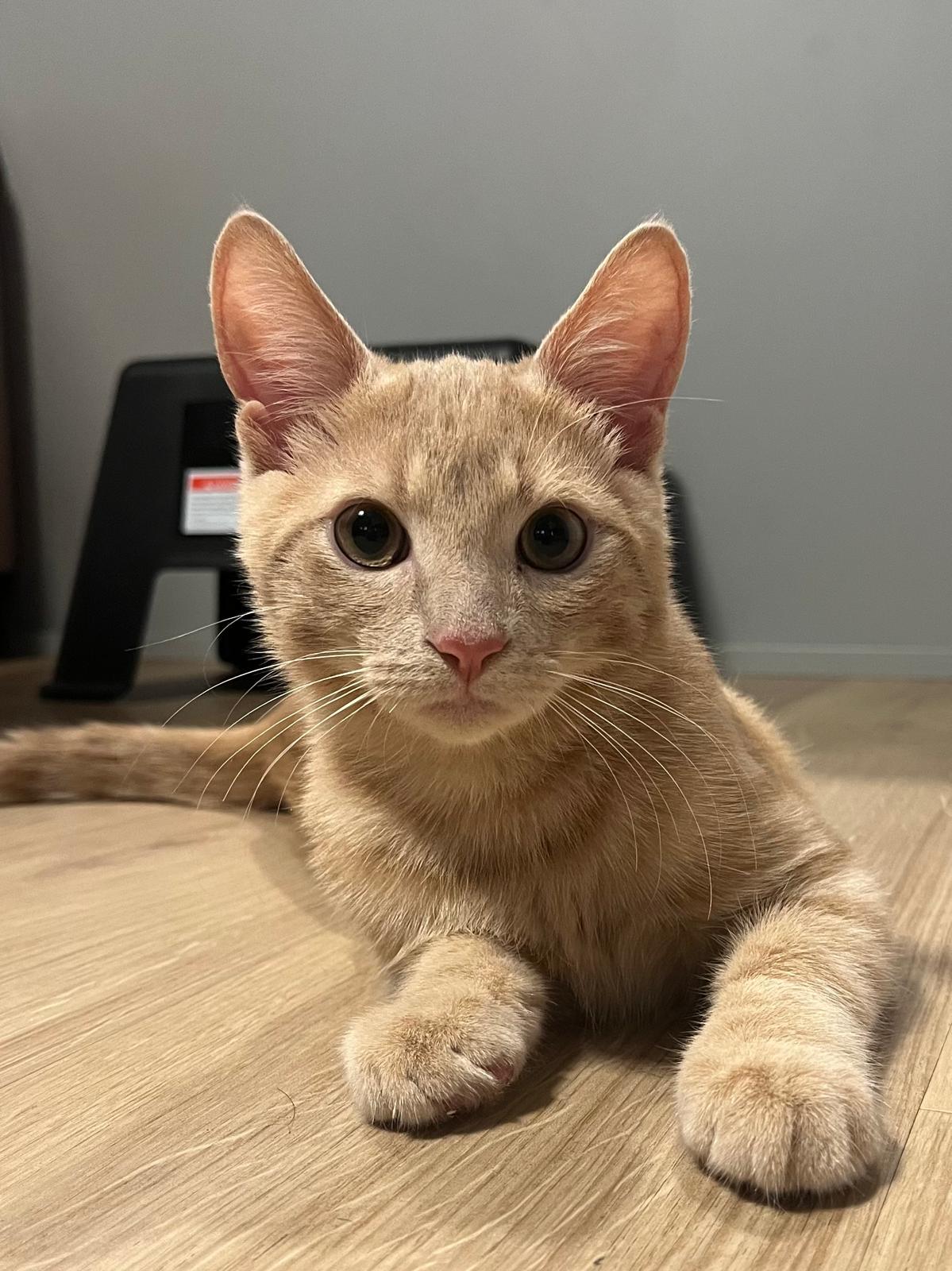 Kumara, Adoptable, Kitten Male Domestic Short Hair.