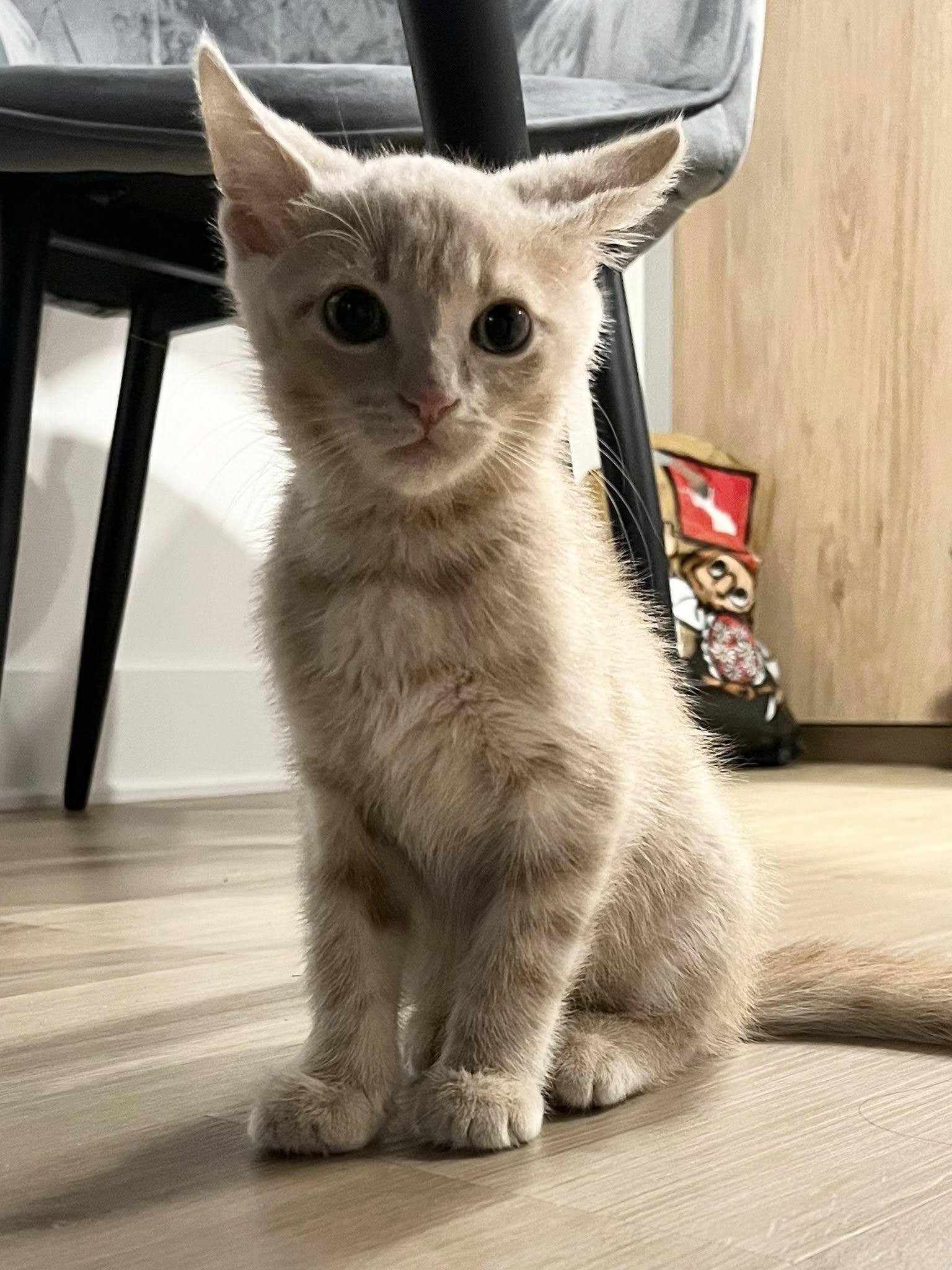 Kumara, a Adoptable Domestic Short Hair in Montreal, QC image 4/6