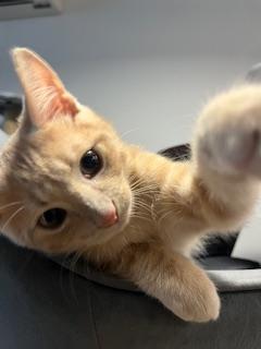 Kumara, a Adoptable Domestic Short Hair in Montreal, QC image 2/6