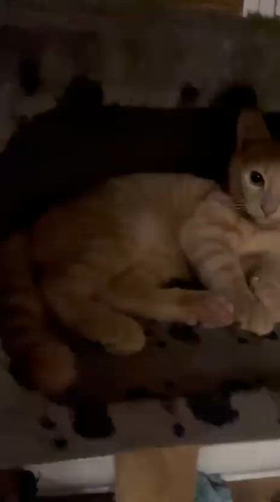 Enlarge Kumara, a Adoptable Domestic Short Hair in Montreal, QC video 3/6