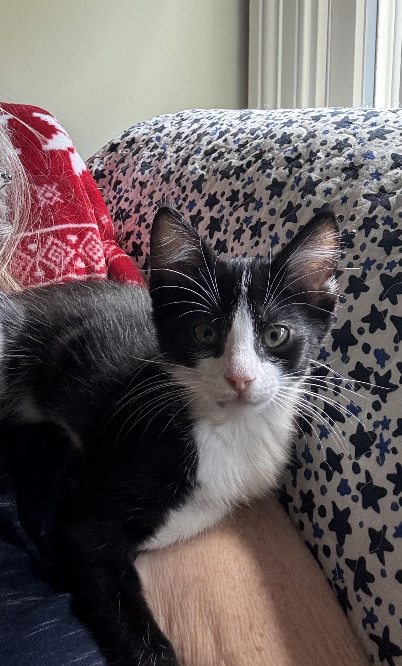 Enlarge Yoko, an adopted Domestic Short Hair in Collierville, TN image 2/3