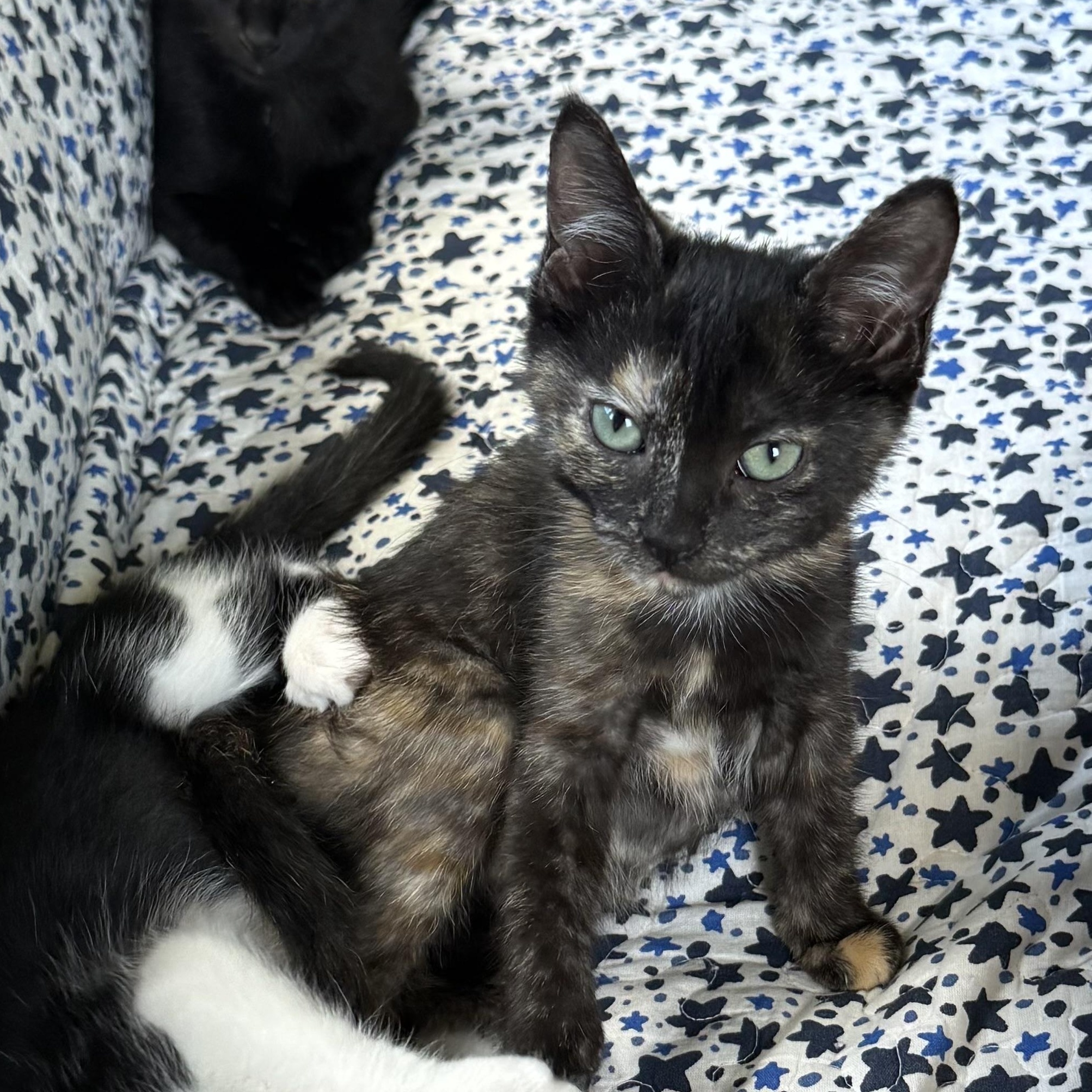Yoko, adopted, Kitten Female Domestic Short Hair.