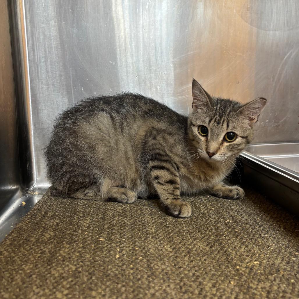 Enlarge Fern, a Adoptable Domestic Short Hair in Sand Springs, OK image 1/1