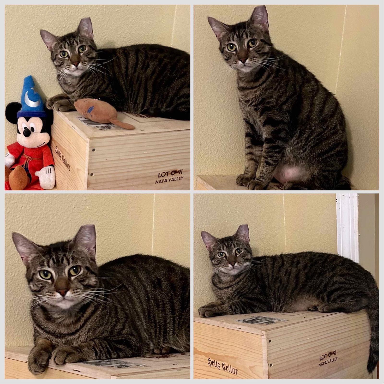 Peanut, Adoptable, Adult Male Domestic Short Hair.