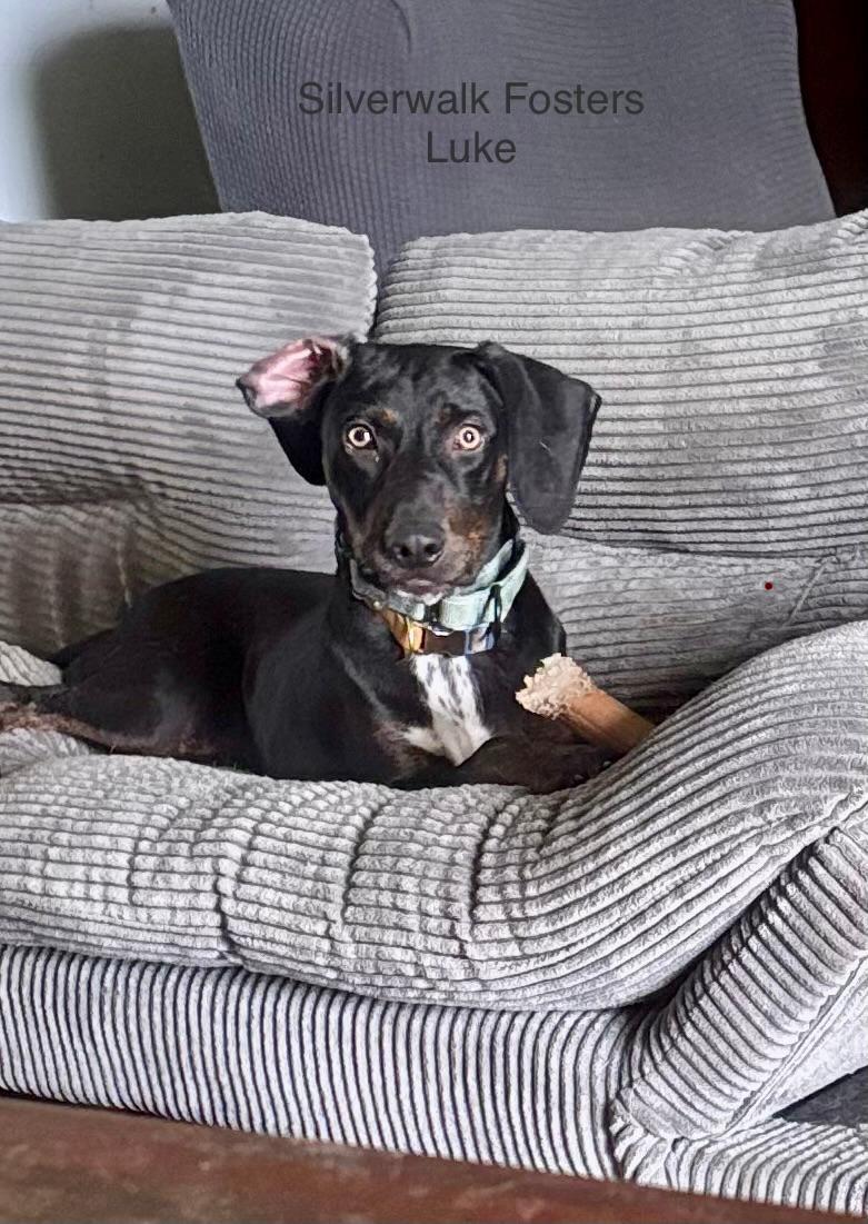 Luke, Adoptable, Young Male Doberman Pinscher.