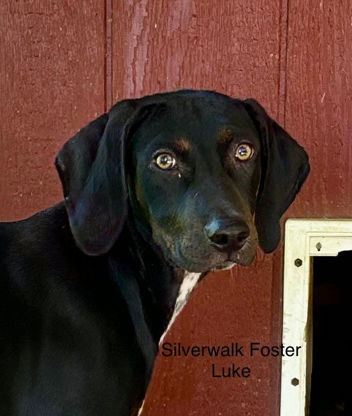 Enlarge Luke, a Adoptable Doberman Pinscher in Saint Charles, MO image 2/3